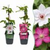 Clematis Duo Pink & White – Waldrebe – Weiß – Rosa – Kletterpflanze | 12 Stück