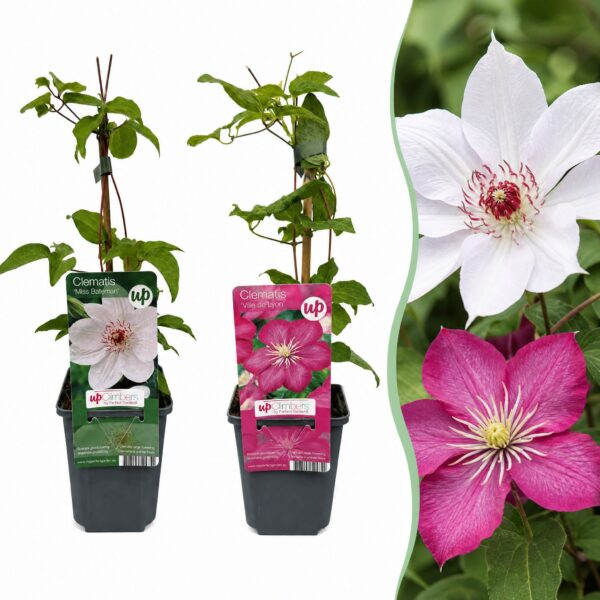 Clematis Duo Pink & White – Waldrebe – Weiß – Rosa – Kletterpflanze | 12 Stück