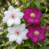 Clematis Duo Pink & White – Waldrebe – Weiß – Rosa – Kletterpflanze | 12 Stück