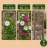 Clematis Duo Pink & White – Waldrebe – Weiß – Rosa – Kletterpflanze | 12 Stück