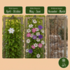5a29a852e1514e7d9a79cd8bf2d5337a0c48a871a7c14d5d923981a1a6b30222.png Clematis Tricolour – Dreifarbige Waldrebe – Lila – Rosa – Weiß – Kletterpflanze | 12 Stück