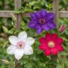 9f1b5ea93bef4334bd59cb8cc47884092c07f5113e3e441ea559e7084d267c00.jpg Clematis Tricolour – Dreifarbige Waldrebe – Lila – Rosa – Weiß – Kletterpflanze | 12 Stück