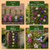 b67f752f4c374ebd8ae5e68086d7b41381ae805a377249f78acc5dc8779f219a.png Clematis Tricolour – Dreifarbige Waldrebe – Lila – Rosa – Weiß – Kletterpflanze | 12 Stück