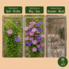 Clematis Duo Purple & Pink – Waldrebe – Lila – Rosa – Weiß – Kletterpflanze | 12 Stück