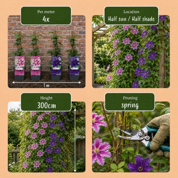 Clematis Duo Purple & Pink – Waldrebe – Lila – Rosa – Weiß – Kletterpflanze | 12 Stück