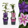 Clematis Duo Purple & Pink – Waldrebe – Lila – Rosa – Weiß – Kletterpflanze | 12 Stück