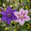 Clematis Duo Purple & Pink – Waldrebe – Lila – Rosa – Weiß – Kletterpflanze | 12 Stück