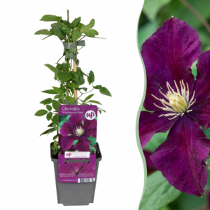 Clematis Warszawska Nike – Waldrebe – Rot – Kletterpflanze | 6 Stück
