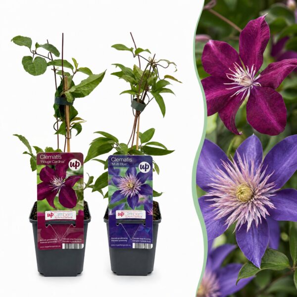 Clematis Duo Blau & Rot – Waldrebe Duo Blau & Rot – Blau – Rot – Kletterpflanze | 12 Stück