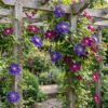 Clematis Duo Blau & Rot – Waldrebe Duo Blau & Rot – Blau – Rot – Kletterpflanze | 12 Stück