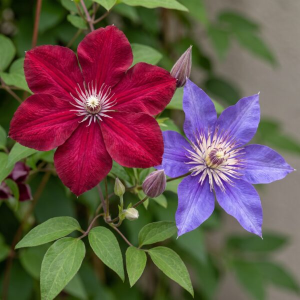 Clematis Duo Blau & Rot – Waldrebe Duo Blau & Rot – Blau – Rot – Kletterpflanze | 12 Stück