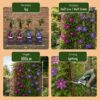 Clematis Duo Blau & Rot – Waldrebe Duo Blau & Rot – Blau – Rot – Kletterpflanze | 12 Stück