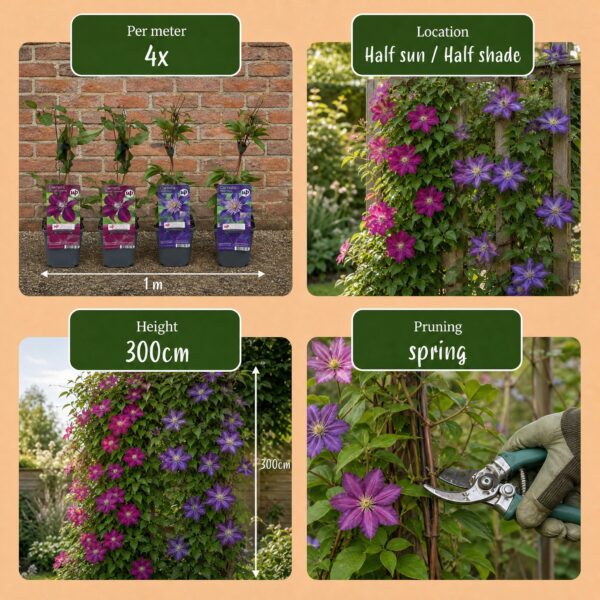 Clematis Duo Blau & Rot – Waldrebe Duo Blau & Rot – Blau – Rot – Kletterpflanze | 12 Stück
