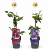 Clematis Duo Blau & Rot – Waldrebe Duo Blau & Rot – Blau – Rot – Kletterpflanze | 12 Stück