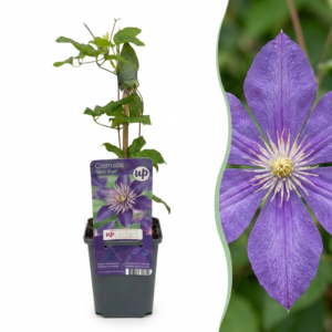 Clematis Multi Blue – Waldrebe – Blau – Kletterpflanze | 6 Stück