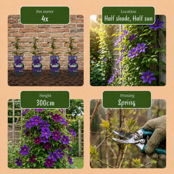 a9f8aa3713694d17a0637e9483dc856d89ab5e8e7193444b9d9da46682d59657.png Clematis „The President“ – Waldrebe – Violett – Kletterpflanze | 6 Stück