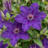 c03c52d366f848cf92ed9101f177852648b96a4215314431b6d47c553531d4db.png Clematis „The President“ – Waldrebe – Violett – Kletterpflanze | 6 Stück