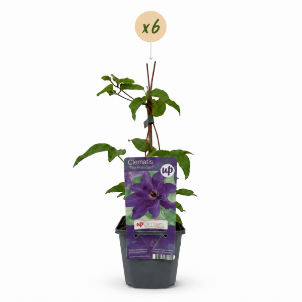 dea0a2f3c85249fb860bce70a64de6a12c1fb4aa646446649af5c4e1d4551b19.png Clematis „The President“ – Waldrebe – Violett – Kletterpflanze | 6 Stück