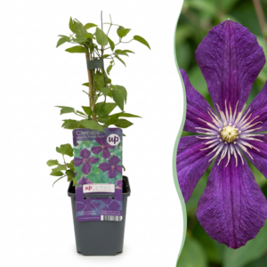 Clematis Viticella Polish Spirit – Waldrebe – Violett – Kletterpflanze | 6 Stück