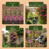 686b399b8bf14c828627b371cab811d8add3d3d44af5487c9fdd730bae882da1.png Clematis Ville de Lyon – Waldrebe – Rot – Kletterpflanze | 6 Stück