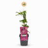 aa999006e948440ea29581eb80b94f5b6b6a56d199a54c1b90acd780ccf4cf7d.png Clematis Ville de Lyon – Waldrebe – Rot – Kletterpflanze | 6 Stück