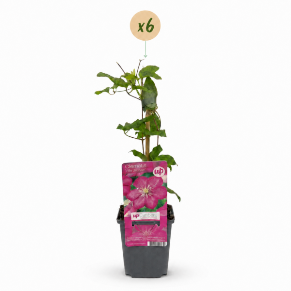 aa999006e948440ea29581eb80b94f5b6b6a56d199a54c1b90acd780ccf4cf7d.png Clematis Ville de Lyon – Waldrebe – Rot – Kletterpflanze | 6 Stück