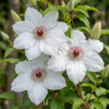 4174f3bd60754b40b9d7932379166a8a778066b3d1f24040b3f5147bf77891c5.png Clematis Miss Bateman – Clematis Miss Bateman – Weiß – Kletterpflanze | 6 Stück