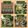 529098adbf3e403da0e87da25eb248e2b198294fb38247ba95c45816bf3f9cfb.png Clematis Miss Bateman – Clematis Miss Bateman – Weiß – Kletterpflanze | 6 Stück