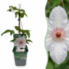 ac887d4c5fba4cfe9f82cb3d1b6eb4f2ecfd3493ca504806b7ceb56b87e93240.png Clematis Miss Bateman – Clematis Miss Bateman – Weiß – Kletterpflanze | 6 Stück