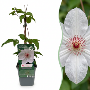 ac887d4c5fba4cfe9f82cb3d1b6eb4f2ecfd3493ca504806b7ceb56b87e93240.png Clematis Miss Bateman – Clematis Miss Bateman – Weiß – Kletterpflanze | 6 Stück