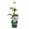 fbc2b2b5cce34087b0e3ab1d01397c5abbdc2bdeebdb42479a86ab25955d2dc2.png Clematis Miss Bateman – Clematis Miss Bateman – Weiß – Kletterpflanze | 6 Stück