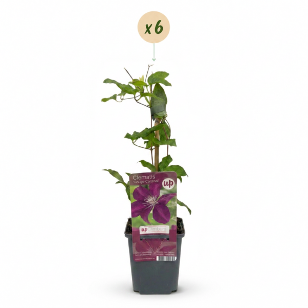 Clematis Rouge Cardinal – Waldrebe „Roter Kardinal“ – Rot – Kletterpflanze | 6 Stück