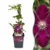 Clematis Rouge Cardinal – Waldrebe „Roter Kardinal“ – Rot – Kletterpflanze | 6 Stück