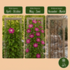 Clematis „Ville de Lyon“ – Waldrebe – Rot – Kletterpflanze | 4 Stück