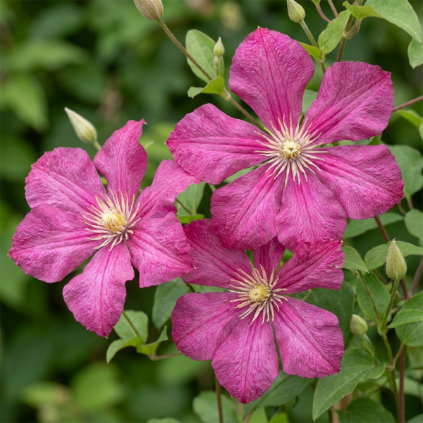 Clematis „Ville de Lyon“ – Waldrebe – Rot – Kletterpflanze | 4 Stück
