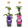 9d8cb56daff64028a5be13f19daeb64f904afeb38bad4023866648f0011f6b1a.png Clematis Duo Purple & Pink – Waldrebe – Lila – Rosa – Weiß – Kletterpflanze | 6 Stück
