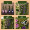 b64785850cbd48af956716ebd53dbf16337bcb56d1f54c4ab6e67fa8078f98ab.jpg Clematis Duo Purple & Pink – Waldrebe – Lila – Rosa – Weiß – Kletterpflanze | 6 Stück