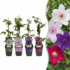 Clematis Rainbow – Waldrebe – Lila – Rot – Rosa – Weiß – Kletterpflanze | 12 Stück