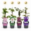 Clematis Rainbow – Waldrebe – Lila – Rot – Rosa – Weiß – Kletterpflanze | 12 Stück