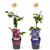 97d16cd69fe2463e91d11229b4d97d7aaf8ddecf3ec54fcf872df551798138a6.png Clematis Duo Blau & Rot – Waldrebe Duo Blau & Rot – Blau – Rot – Kletterpflanze | 6 Stück