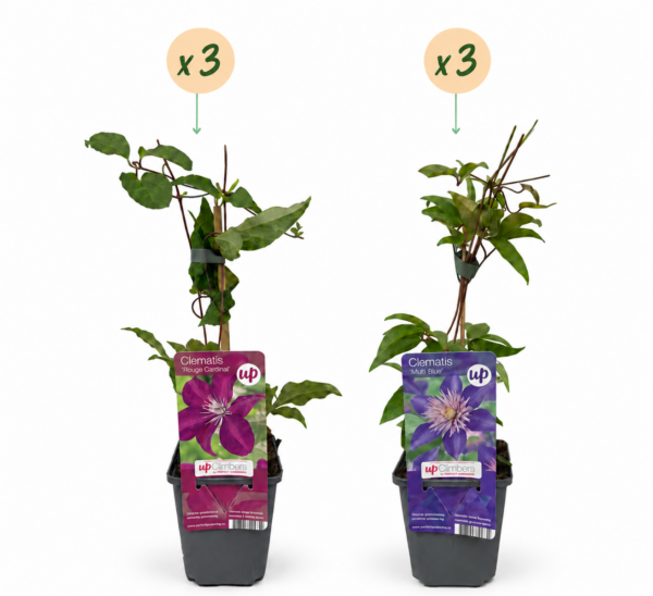 97d16cd69fe2463e91d11229b4d97d7aaf8ddecf3ec54fcf872df551798138a6.png Clematis Duo Blau & Rot – Waldrebe Duo Blau & Rot – Blau – Rot – Kletterpflanze | 6 Stück