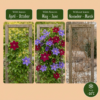 999447d85df84461841efa0d4495ac4c47a8559e958f4a8085963f1b46ad3870.png Clematis Duo Blau & Rot – Waldrebe Duo Blau & Rot – Blau – Rot – Kletterpflanze | 6 Stück