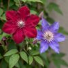 dd5866b4df4541d9bce4179d7d1750496d0eeb0811e94aa79b07b0bafc875037.jpg Clematis Duo Blau & Rot – Waldrebe Duo Blau & Rot – Blau – Rot – Kletterpflanze | 6 Stück