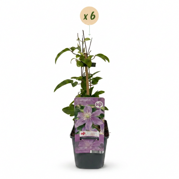 Clematis Justa – Waldrebe – Hellblau – Kletterpflanze | 6 Stück