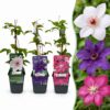 9x Clematis Tricolour – Dreifarbige Waldrebe – Violett – Rosa – Weiß – Kletterpflanze
