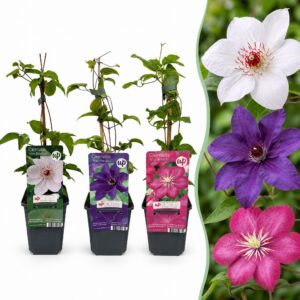 0caa70b244e04b52bc98a47bb8047d494cf1b6b1ea834e52ac82a531f9003ac9.jpg 9x Clematis Tricolour – Dreifarbige Waldrebe – Violett – Rosa – Weiß – Kletterpflanze