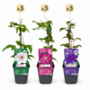 9x Clematis Tricolour – Dreifarbige Waldrebe – Violett – Rosa – Weiß – Kletterpflanze