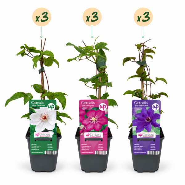 9x Clematis Tricolour – Dreifarbige Waldrebe – Violett – Rosa – Weiß – Kletterpflanze
