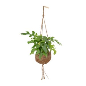 Kokodama Monstera Minima Hang - Lochpflanze