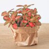 Flaschengarten paket - Ficus Ginseng bonsai